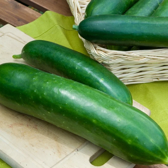 Salatgurke ‘Vert long maraîcher’
