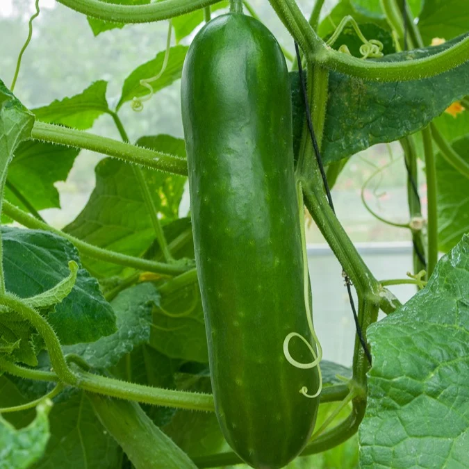 Salatgurke ‘Vert long maraîcher’
