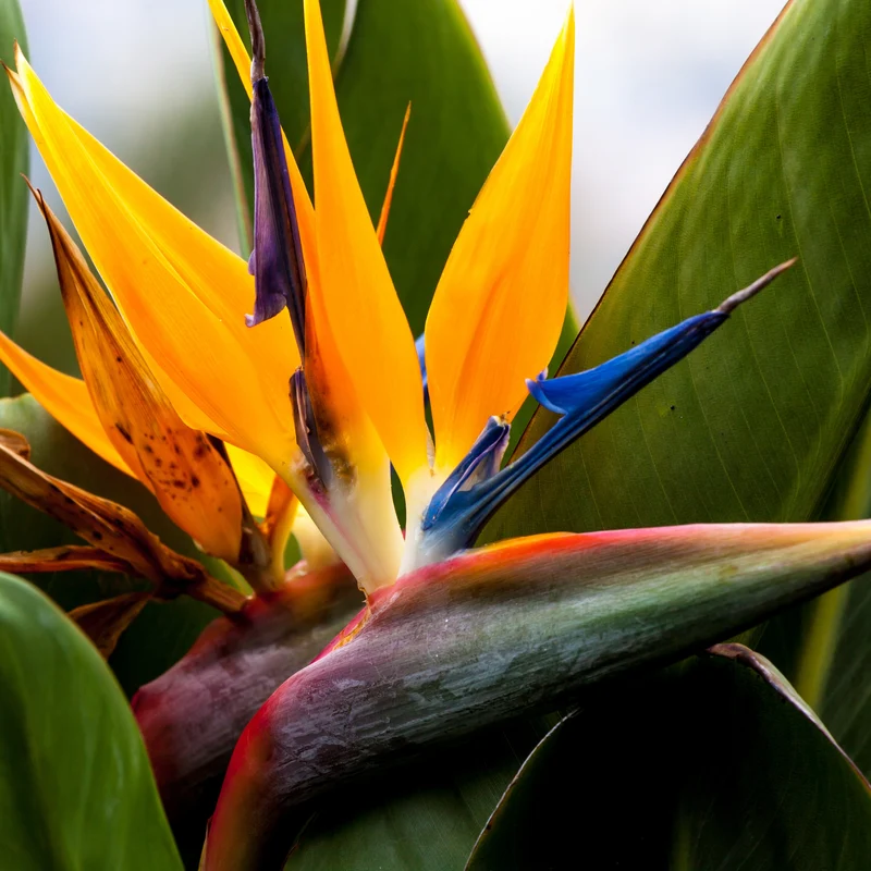 Paradiesvogelblume Strelitzie