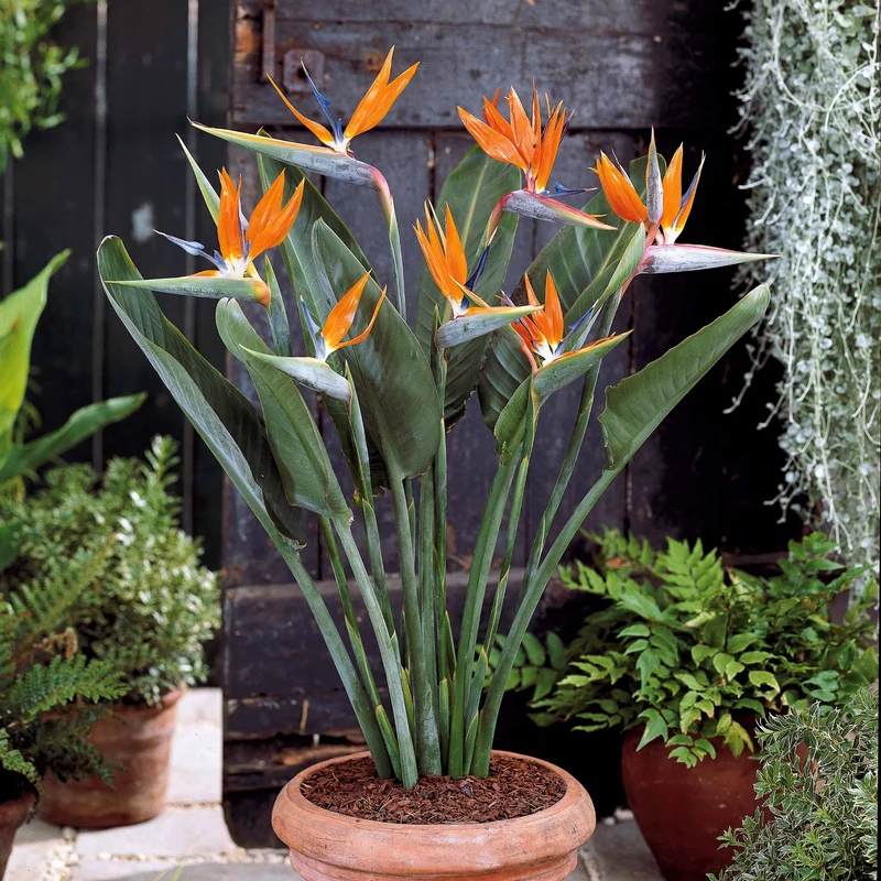 Paradiesvogelblume Strelitzie