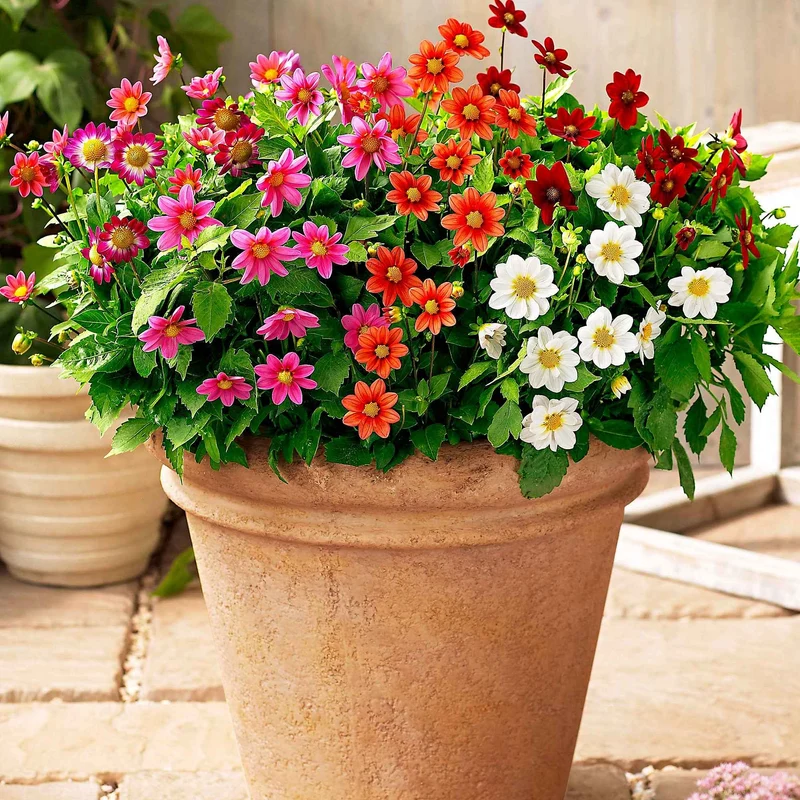 Dahlien 'Topmix' (x5)