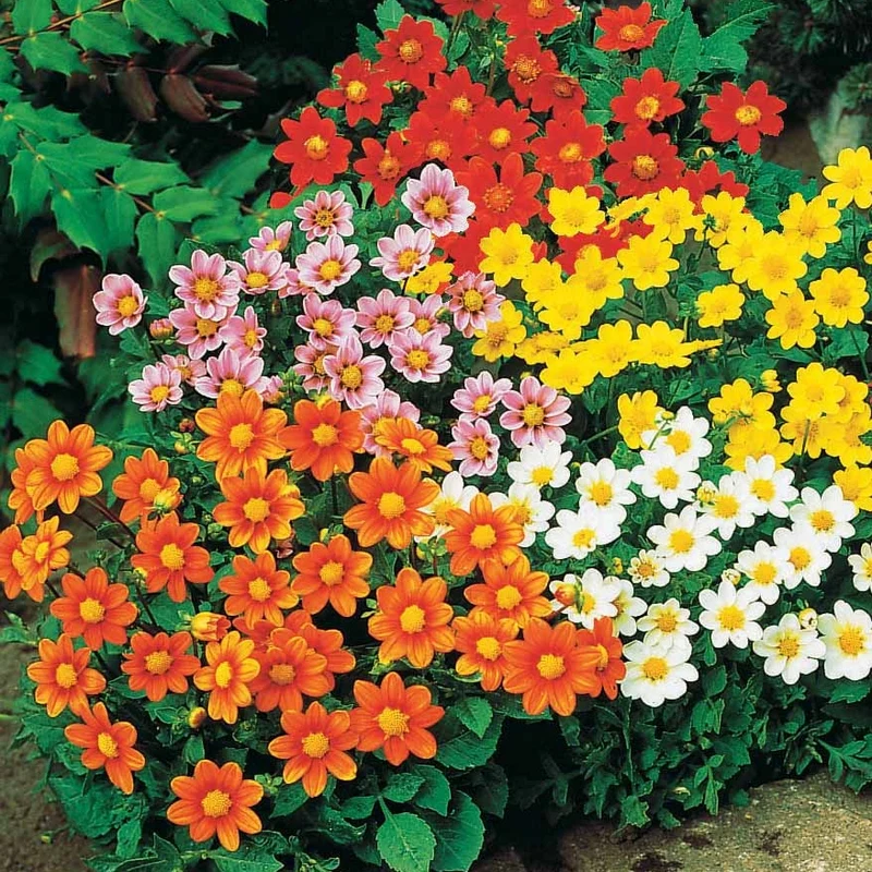 Dahlien 'Topmix' (x5)