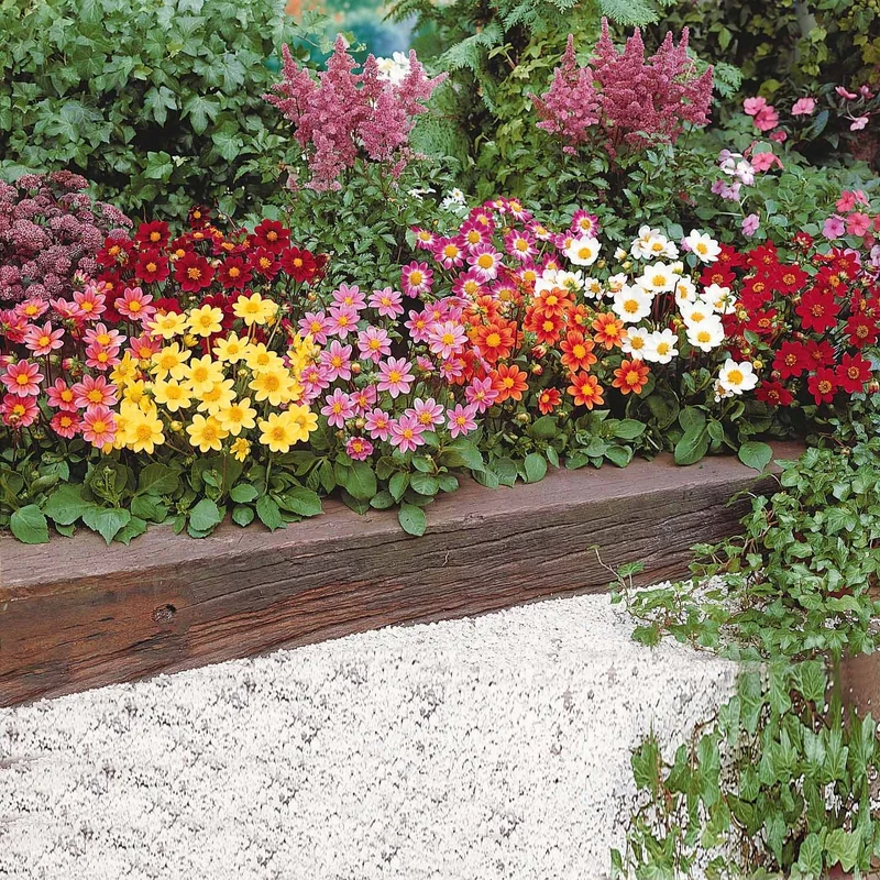 Dahlien 'Topmix' (x5)