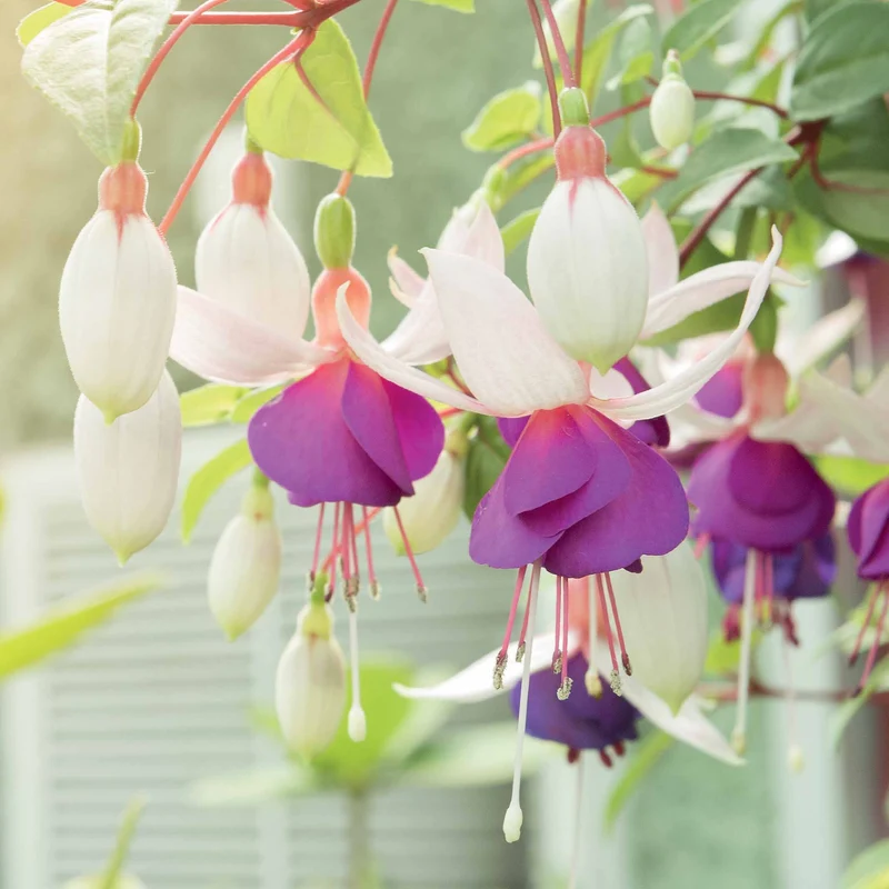 Fuchsien frostbeständigen Mischung (x6)