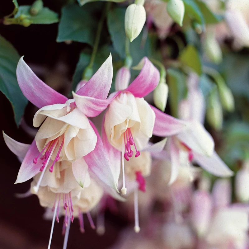 Fuchsien frostbeständigen Mischung (x6)