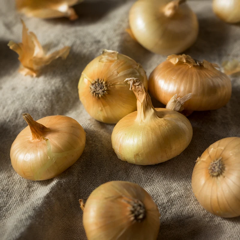 Gelbe Zwiebel ‘Paille des Vertus’