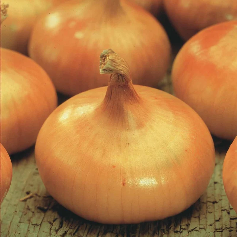 Gelbe Zwiebel ‘Paille des Vertus’