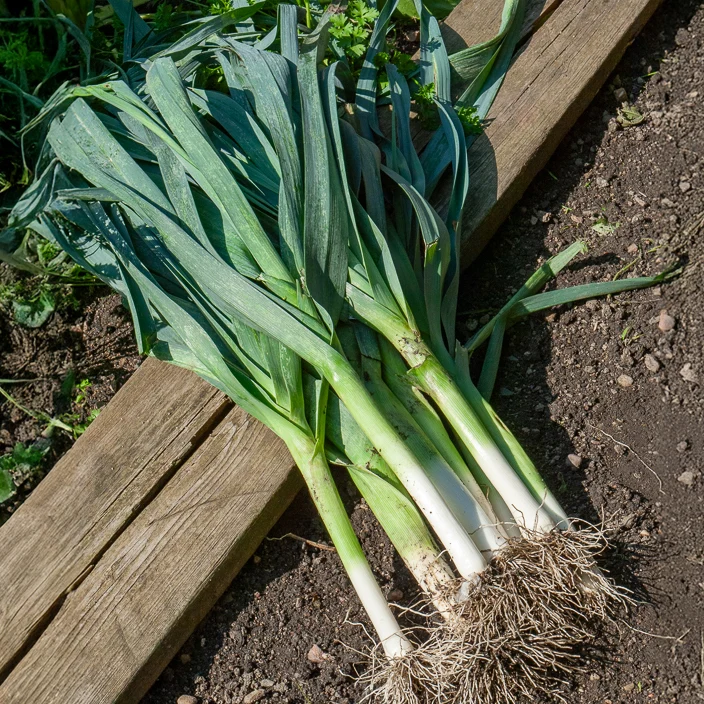 Porree ‘Bleu de Solaise’