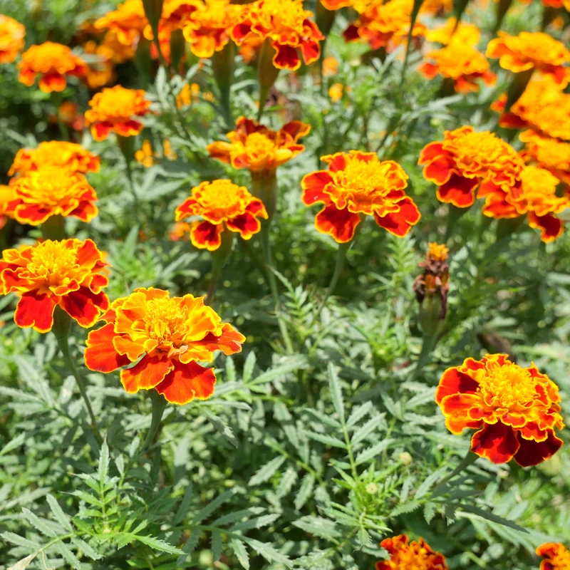 Studentenblume 'Honeycomb'