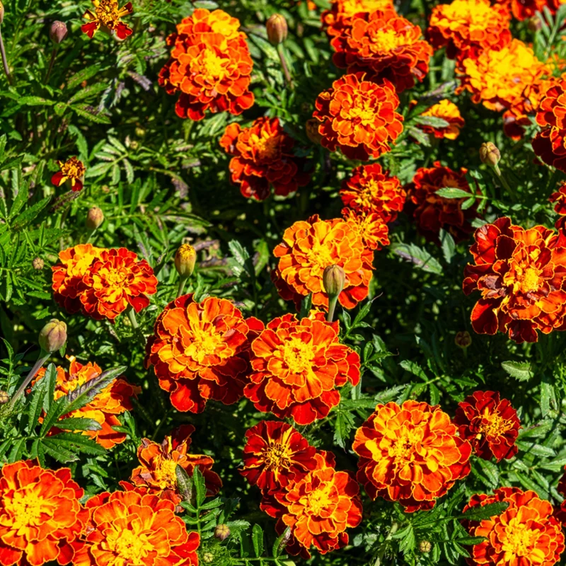 Studentenblume 'Honeycomb'