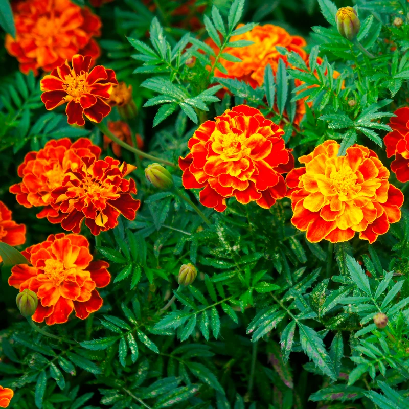 Studentenblume 'Honeycomb'