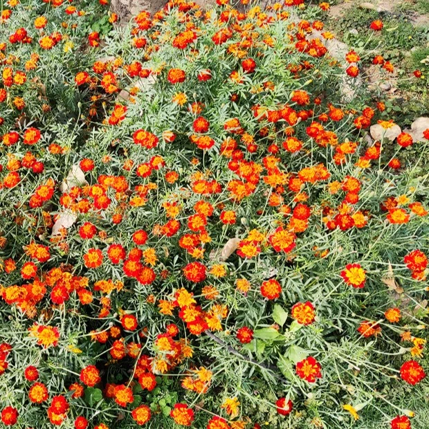 Studentenblume Rusty Red