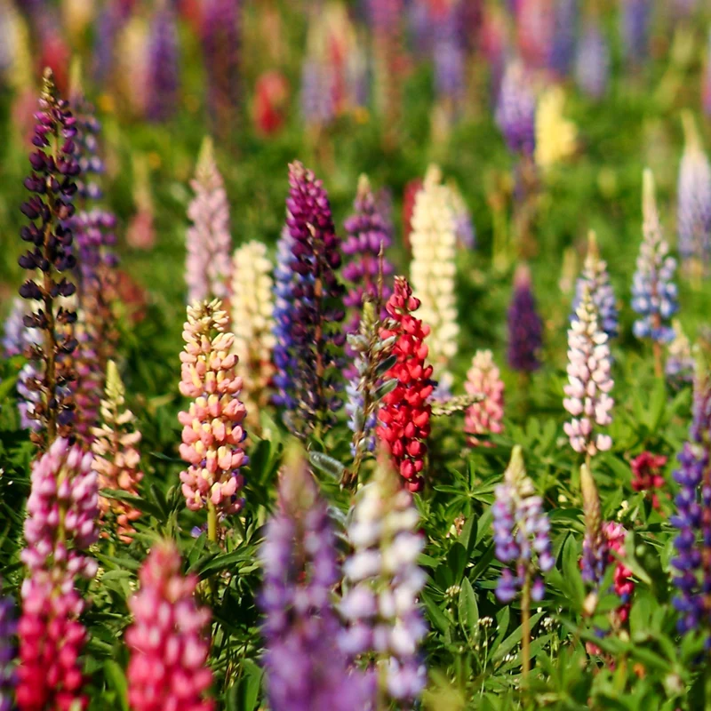 Lupinen Russel Hybriden Mischung