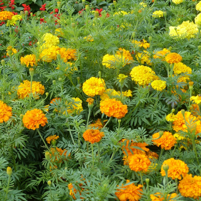 Studentenblumen gefüllt Mischung