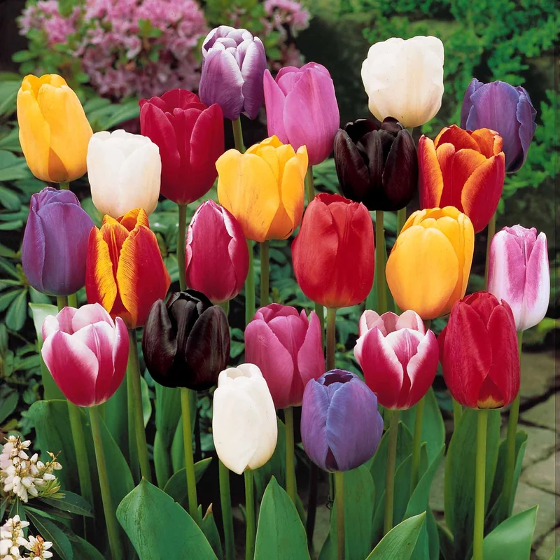 Tulpen-Kollektion 3 Monate Blüte (x60)
