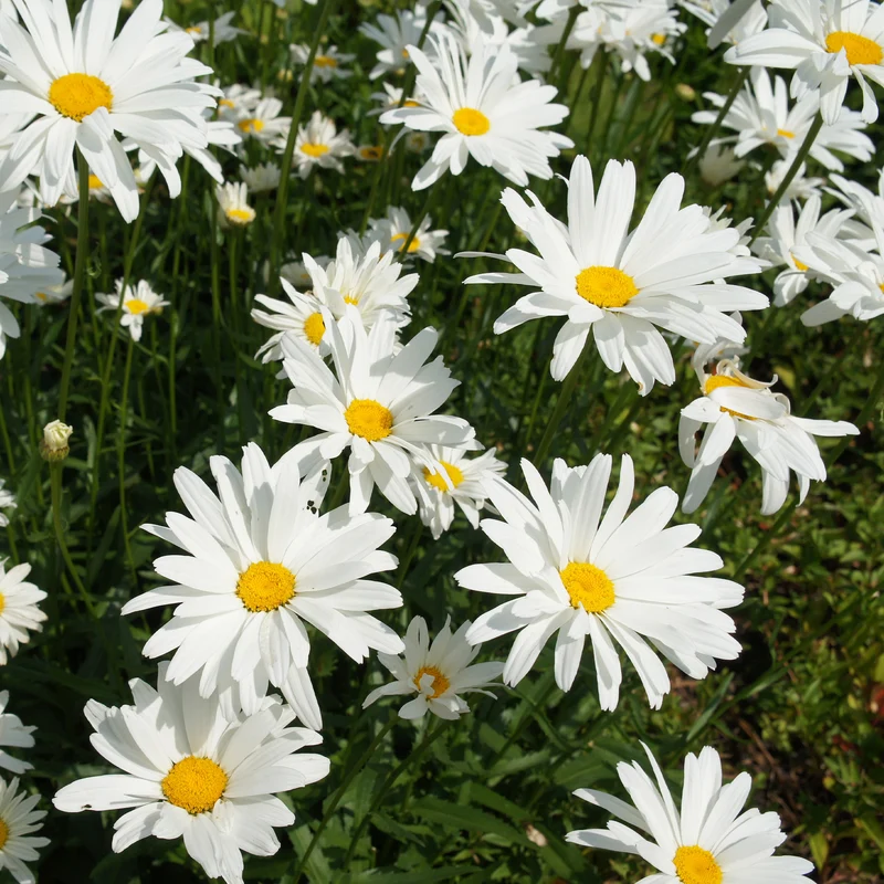 Sommer-Margerite ‘Alaska’