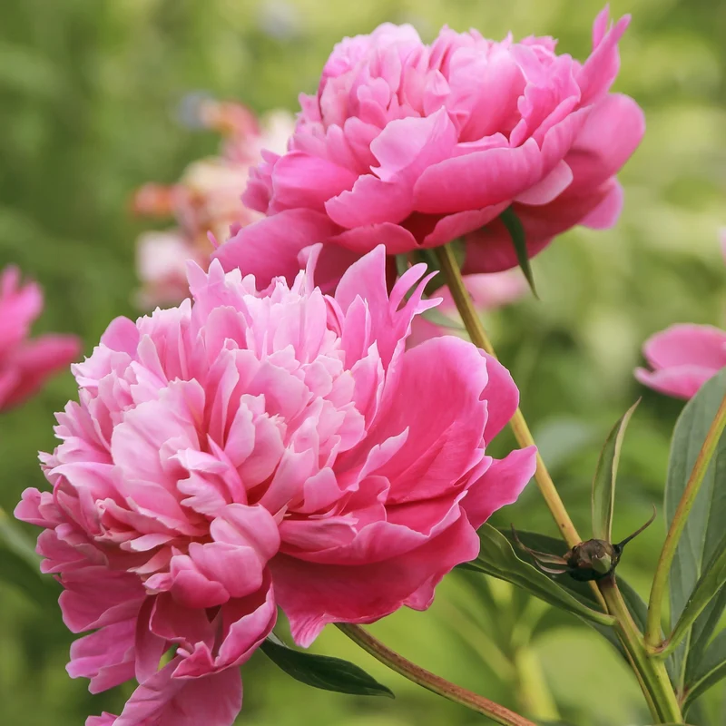 Pfingstrose ‘Sarah Bernhardt’