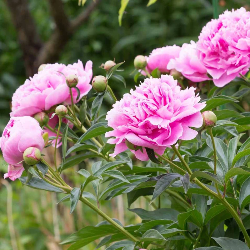 Pfingstrose ‘Sarah Bernhardt’