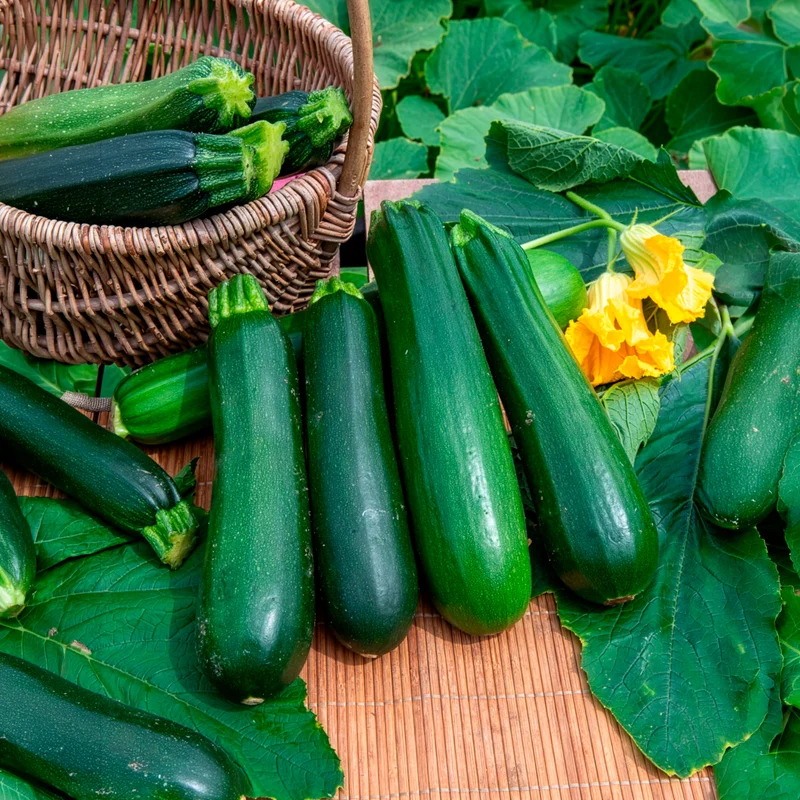 Zucchini ‘Verte non coureuse’ Bio