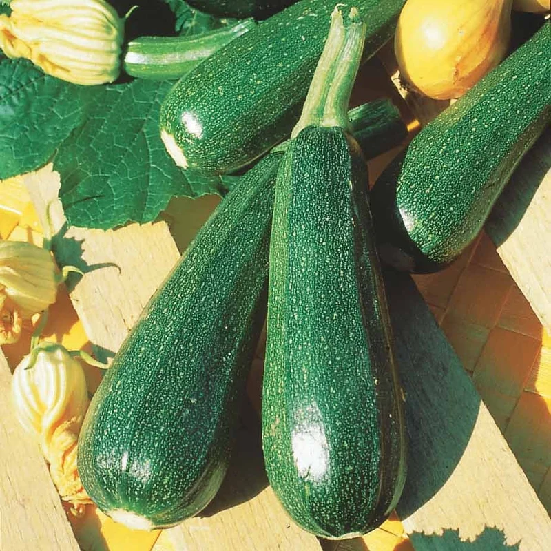 Zucchini ‘Verte non coureuse’ Bio