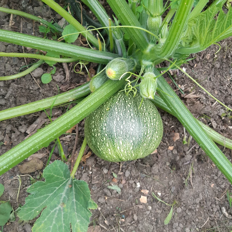 Runde Zucchini ‘De Nice’