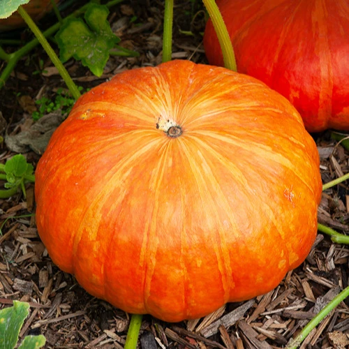 Kürbis 'Rote Zentner'