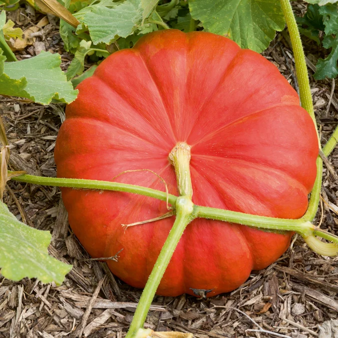 Kürbis 'Rote Zentner'