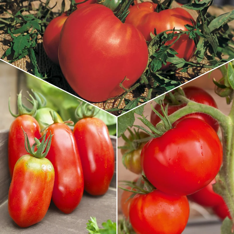 Tomaten-Kollektion 'Savoureuse'