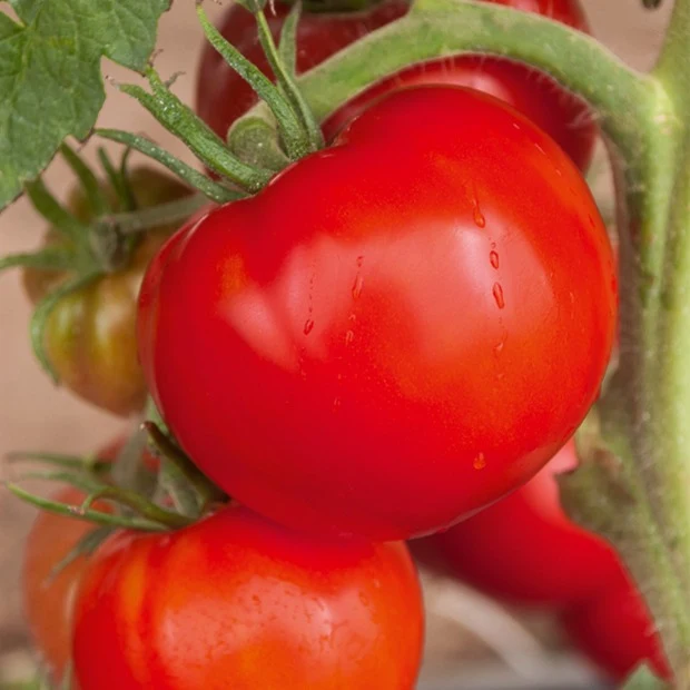 Tomaten-Kollektion 'Savoureuse'