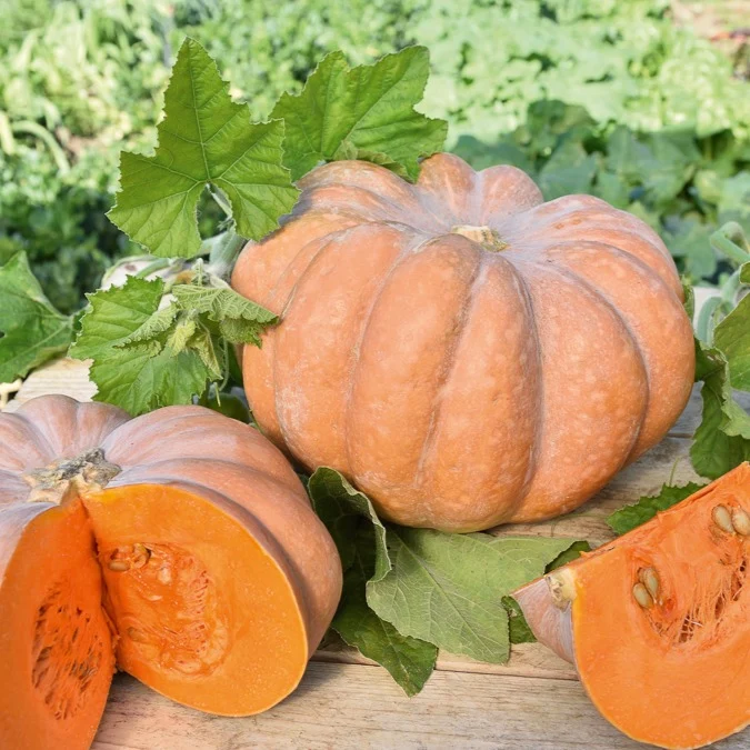 Moschuskürbis ‘Musquée de Provence’