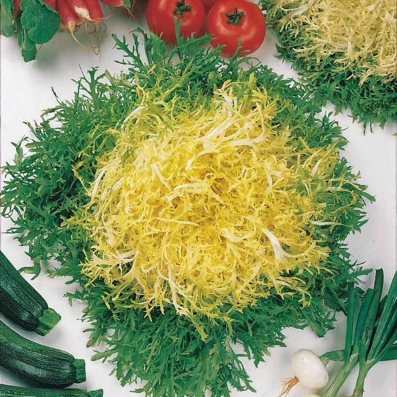 Friséesalat ‘Fine de Louviers’
