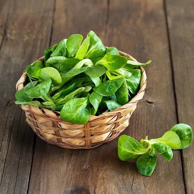 Feldsalat Etampes
