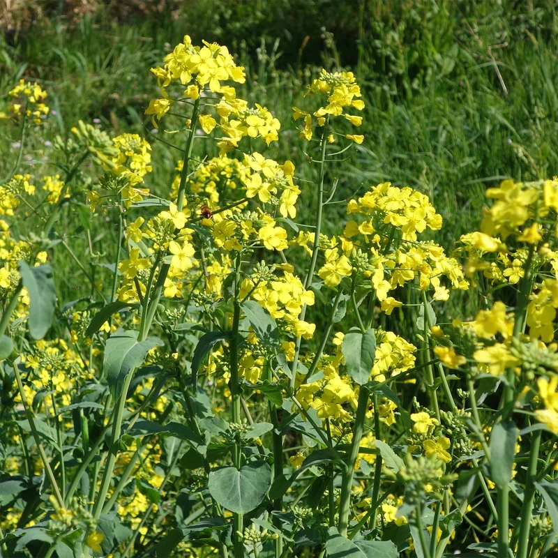 Barbarakraut