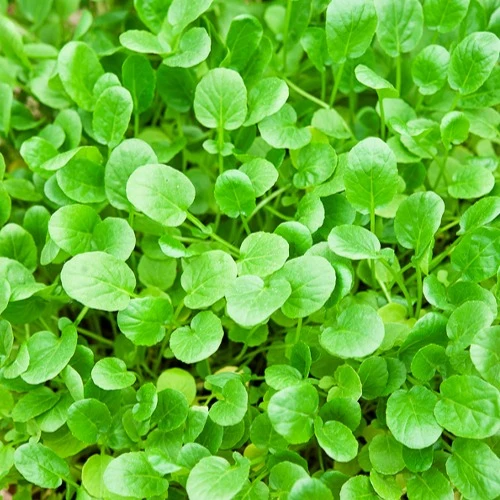 Barbarakraut