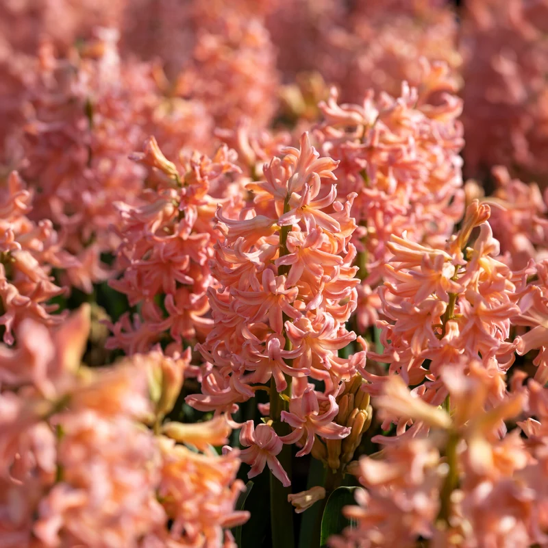 Hyazinthe 'Gipsy Queen' (x6)