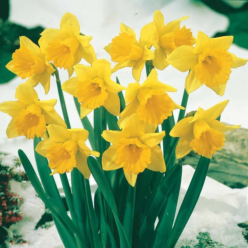 Narzisse ‘Rijnveld Early Sensation’ (x10)