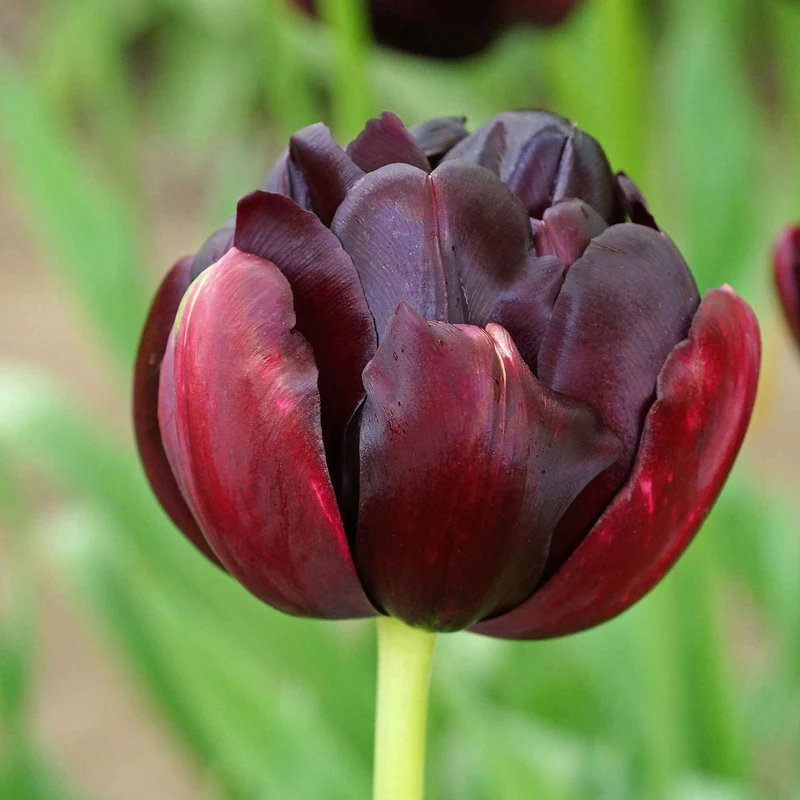 Tulpen 'Black Hero' (x10)