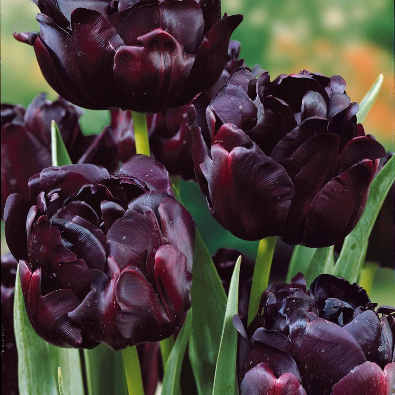 Tulpen 'Black Hero' (x10)