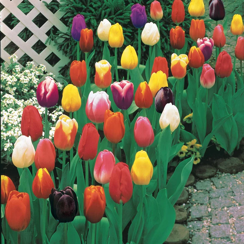Langstielige Tulpen Mischung (x75)
